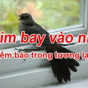 Chim bay vào nhà đánh con gì? Điềm báo gì khi chim bay vào nhà