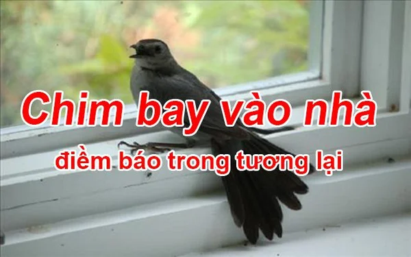 Chim bay vào nhà đánh con gì? Điềm báo gì khi chim bay vào nhà