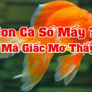 Tìm hiểu về nằm mơ thấy cá đánh số mấy