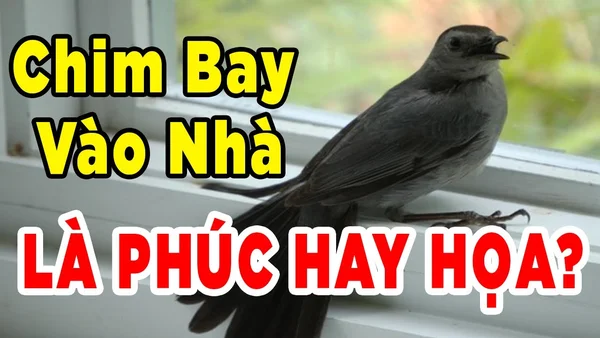 Chim bay vào nhà là điềm gì? Điềm báo khi chim bay vào nhà là gì?