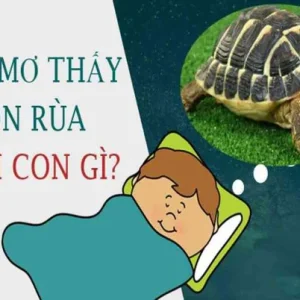 Con rùa số mấy - Nằm mơ thấy con rùa thì nên đánh con gì cho hiệu quả?