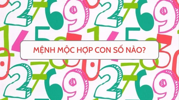 Mệnh mộc hợp số nào - Ý nghĩa của những con số trong ngũ hành