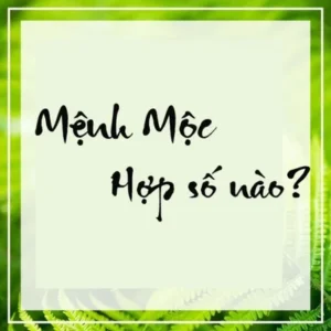 Tìm hiểu thông tin về mệnh mộc hợp số nào?