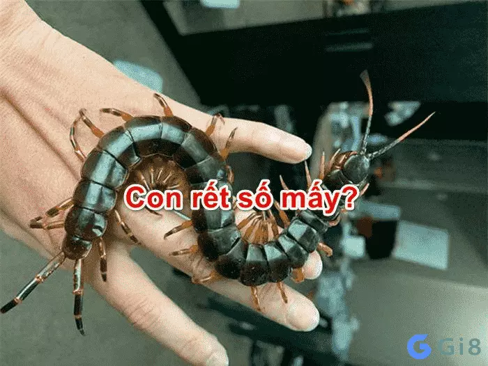 Con rết đánh số mấy chắc thắng?