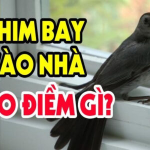 Chim vào nhà là điềm gì? - Cùng Gi88 phân tích nhé