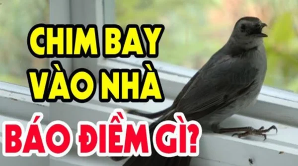 Tìm hiểu thông tin về Chim bay vào nhà báo điềm gì?