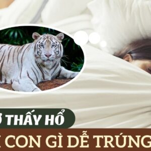 mơ thấy cọp thì đánh đề con gì dễ trúng ? gi88