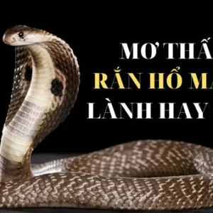 Mơ thấy rắn hổ mang trắng đánh con gì cho hiệu quả