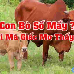 Mơ thấy bò đánh con gì chuẩn nhất