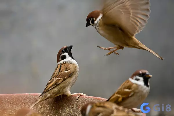 Chim bay vào nhà có điềm gì ? Là điềm tốt hay xấu?