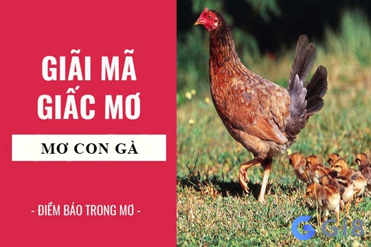 Nằm mơ thấy gà đánh số mấy