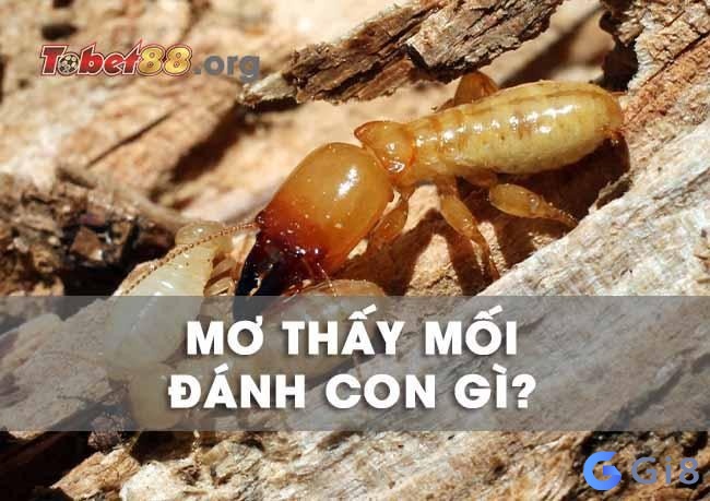 Ngủ mơ thấy mối thì nên đánh con số gì?