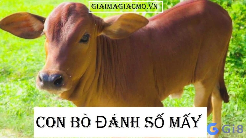 Mơ thấy đàn bò đánh số gì cho chuẩn xác?