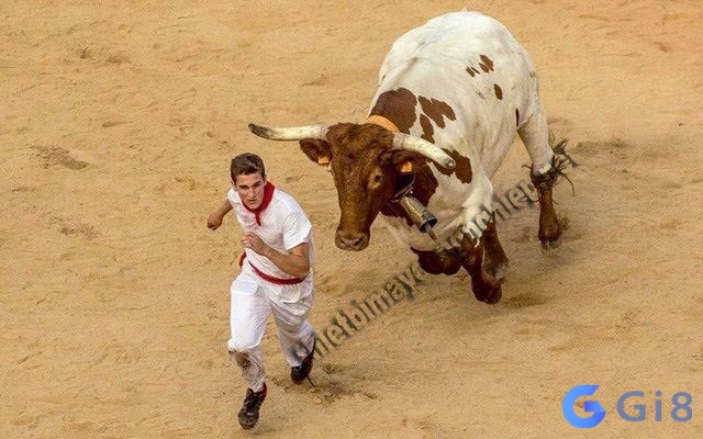 Giấc mơ thấy bị đàn bò rượt đuổi