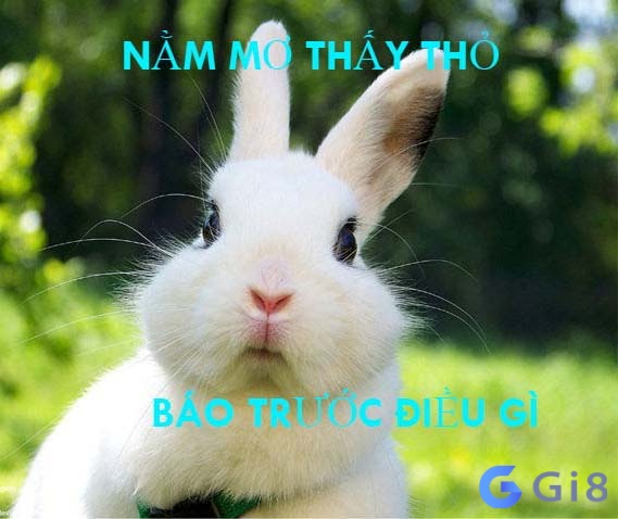 Giải mã giấc mơ thấy thỏ? 