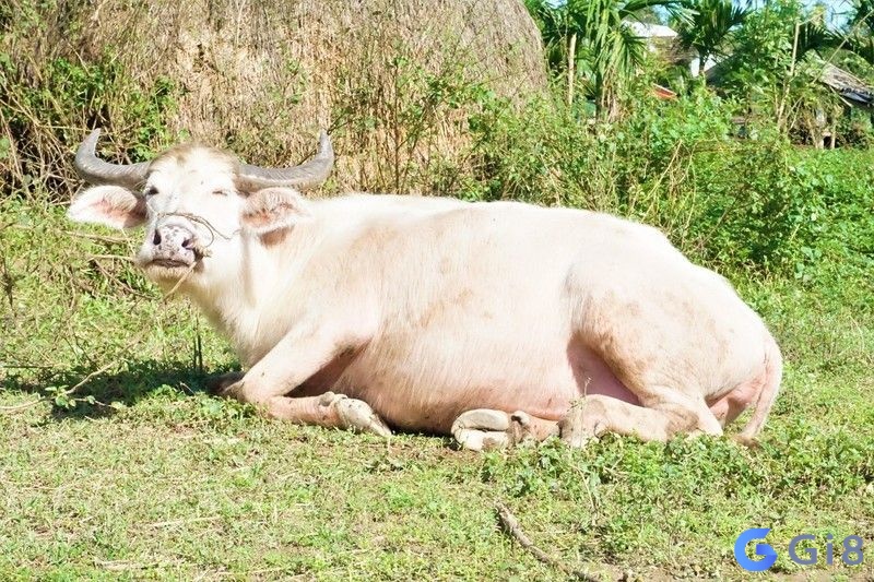 Ngủ mơ thấy con trâu màu trắng mang đến may mắn, thành công cho công việc của bạn