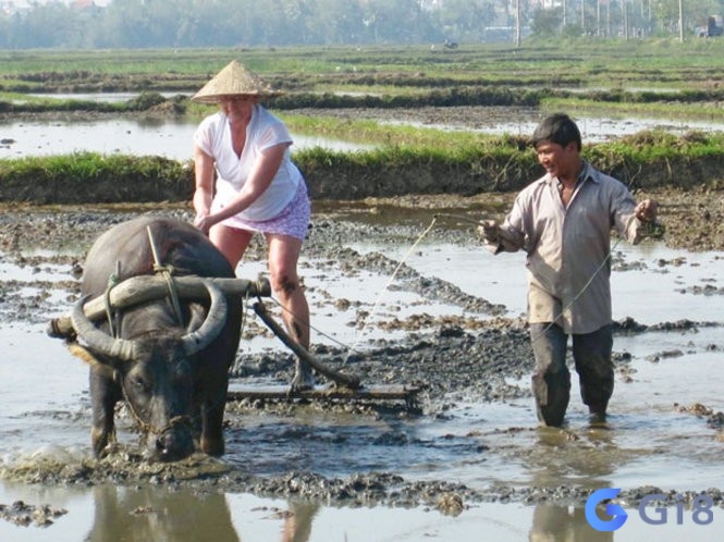 Mơ thấy trâu cày ruộng đánh đề con gì hôm sau đề nổ?