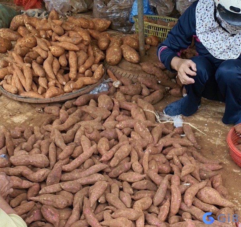 Mộng thấy đi mua khoai lang là giấc mơ không mấy tốt lành