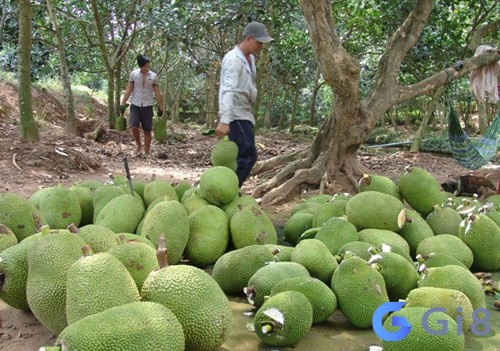 Ngủ mơ thấy hái mít mang lại điềm báo không tốt