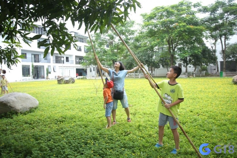 Mơ thấy hái xoài đó là dấu hiệu tích cực trong công việc