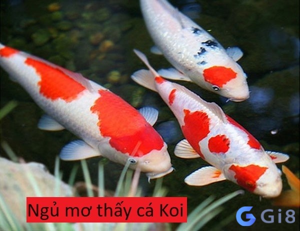 Ngủ mơ bắt được nhiều cá koi