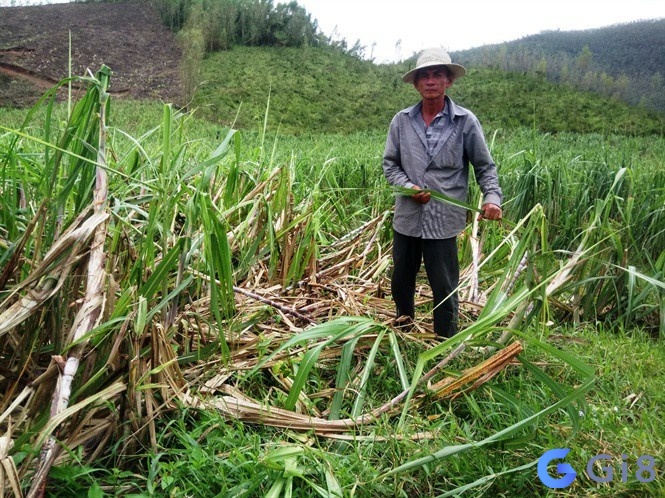 Chiêm bao thấy cây mía bị gãy đừng quá lo lắng vì đó không phải điềm xấu