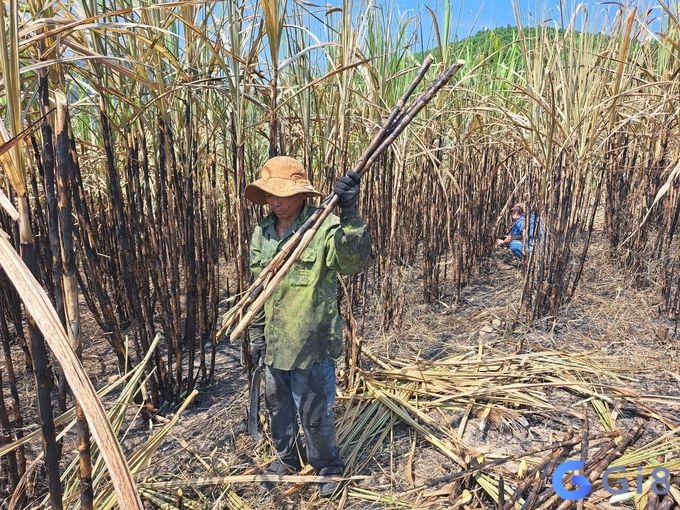 Mơ thấy đốt cây mía hãy cẩn thận bị dòm ngó tài sản