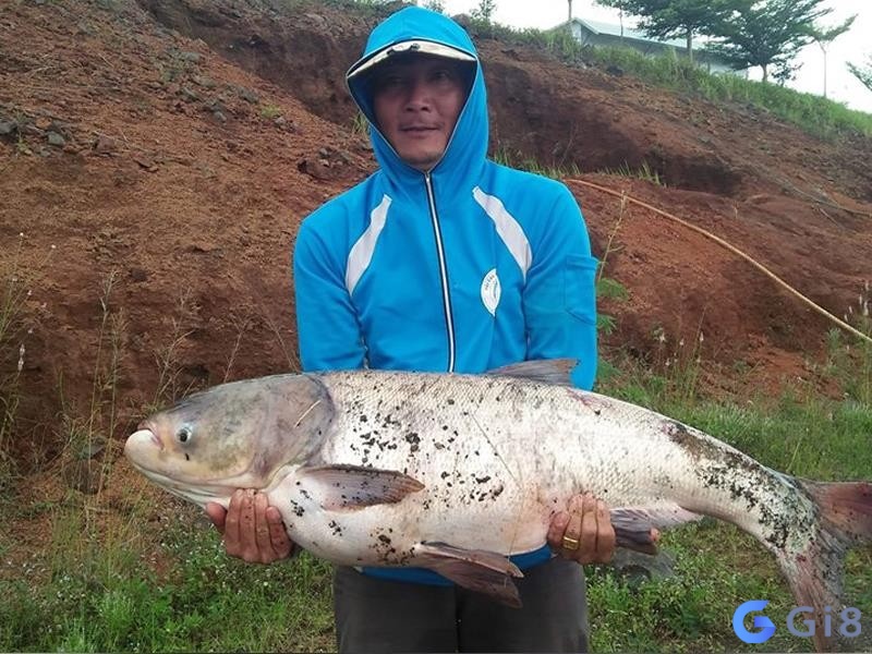 Chiêm bao thấy câu được cá mè cho biết bạn sắp có cơ hội phát triển trong sự nghiệp