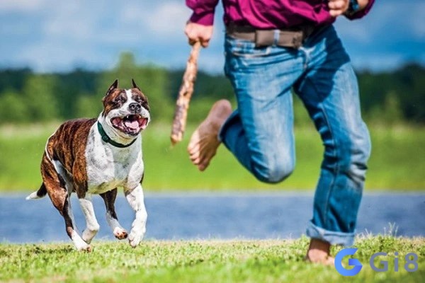 Mơ thấy chó đuổi và sủa lớn thể hiện rằng bạn đang bị áp lực từ những lời phê bình