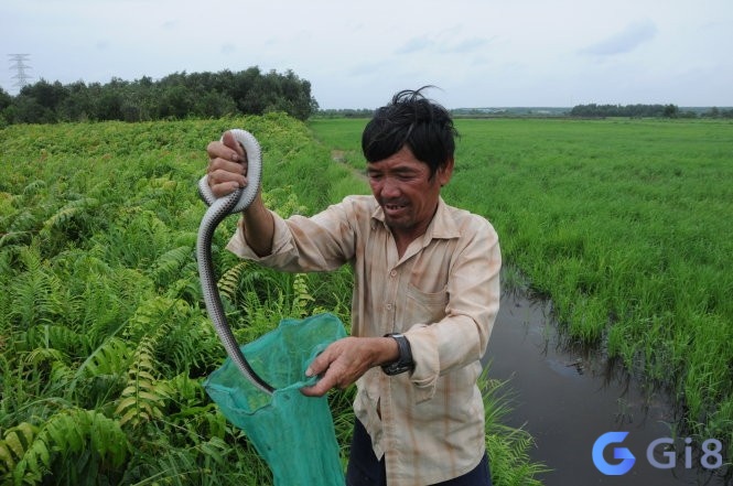 Mơ thấy bắt rắn đánh con gì còn dựa trên trải nghiệm trong mơ 