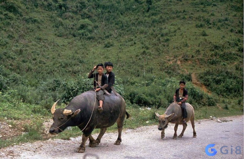 Mơ thấy cưỡi trâu có nghĩa là bạn đang trên con đường thành công