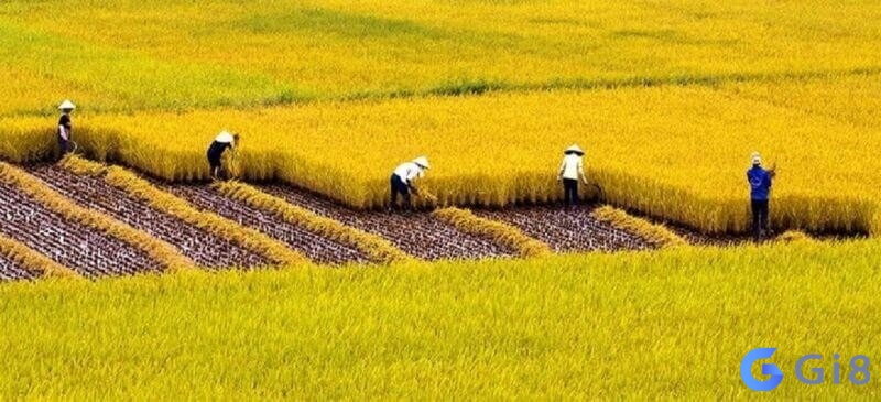 Mơ thấy hình ảnh thu hoạch lúa, phản ánh sự thành công và kết quả tích cực