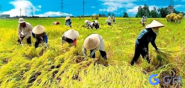 Cùng gi88 khám phá nằm mơ thấy cắt lúa đánh số gì thu hút tài lộc và may mắn